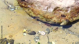 Creepy crawlers in a tidal pool near Victoria BC.