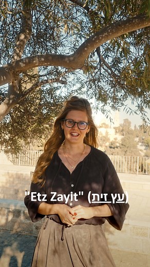 1.7K views · 105 reactions | Hebrew lesson  Let's explore the beautiful Biblical significance behind Olive Trees "Your children will be like olive shoots around your table" Psalm 128.3 #olivetrees #Hebrew #Israel #Biblical #biblestudy | Artzabox - Experience Israel | Facebook
