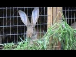 Rabbit Production pt 3of7 | Management practices to ensure profitability