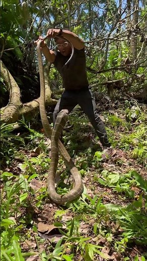 THE KING COBRA 🐍👑