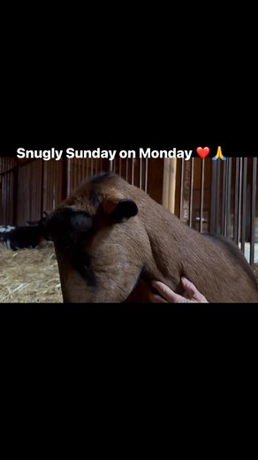 Snugly Sunday on Monday Morning - wishing y’all to have a peaceful and easy week | Randy Hopkins