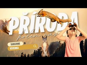 Veverka 🐿️| Zajímavosti o veverce pro děti | Jak žije veverka v lese? | Příroda okolo nás