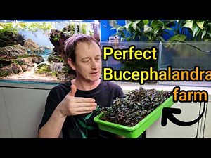 Emersed Bucephalandra FARM. P1 Setting up my Buce farm.