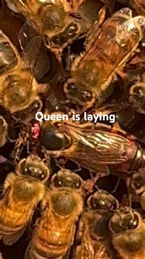 The queen is laying eggs