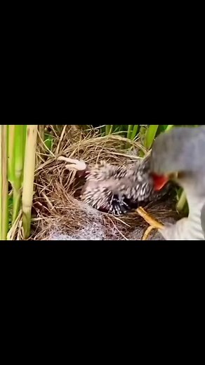 Video của A B C View (@abc.view.us) với bản nhạc nhạc nền - A B C View