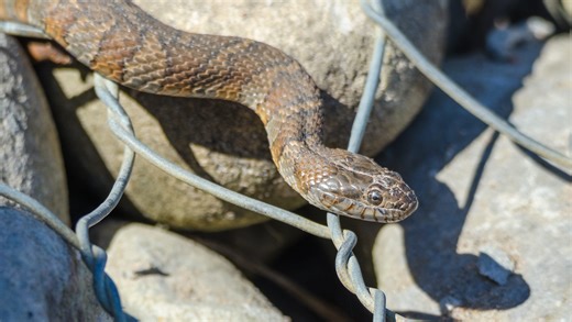 These are the 5 most snake-filled lakes in New Jersey, according to World Atlas