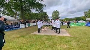 Results from the beagle dog hound Championship today at the South of England Hound Show. 🏆Champion - Vicar from Downland Beagles 🏆Reserve Champion - Musket from North Devon beagles | Countryside Alliance Hunting