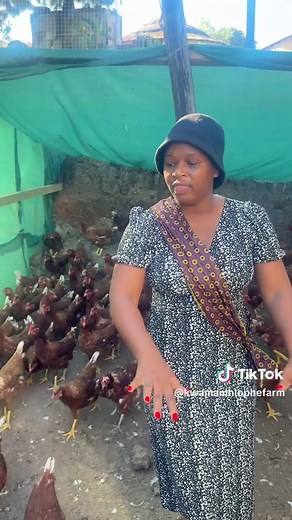 Layer Chickens for Sale: Ready to Lay Eggs Now