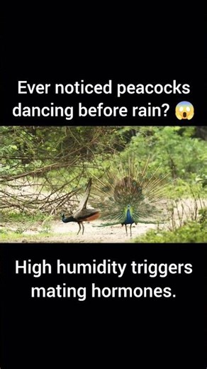 Why Peacocks Dance Before Rain? 🌧️🦚Nature’s Secret#PeacockDance#Peafowl#MonsoonNature#WildlifeFacts