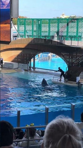 Orca Encounter: Killer Whale Presentation at SeaWorld in Orlando, Florida | December 2025