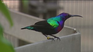 Rarest of the rare: Splendid sunbirds at the San Diego Zoo are only 3 in US