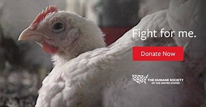 Help us to improve the treatment of farm animals and reduce suffering of animals on factory farms! Donate today to join our fight! | Humane World for Animals