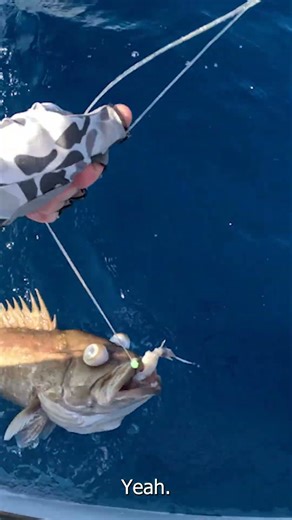 Snowy Grouper Caught 150 Miles Offshore on Cut Bait!!