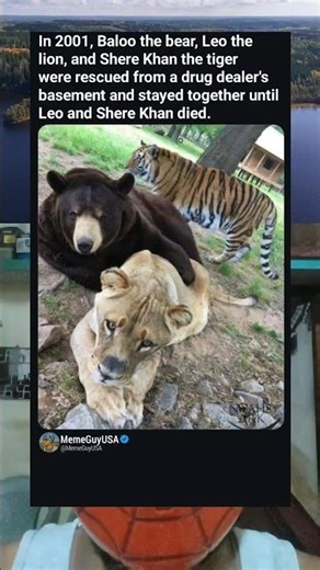 The Unlikely Family: Bear, Lion, and Tiger Brothers