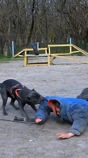 😮Cane Corso bodyguard. Dog Training. #canecorso #dogbodyguard #страж #dogtraining #animals | Ludmila Goncharova