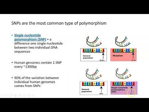 Genome-Wide Association Studies (GWAS), Part 1