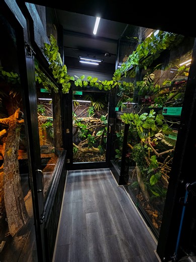 💥🐍🙋‍♂️🦖 #checkout this video if you would like to see our new reptile building, housing some of our amazing creatures. From cobras, to pythons, monitors to mangroves, this is one special space. At Jurassic Ark we are always committed to improving the lives of the animals in our care and doing the best we can for them. We always try to replicate zoo style enclosures and provide physcial and mentally enriching enviroments for each species. Let us know what you think in the comments below❓️Also