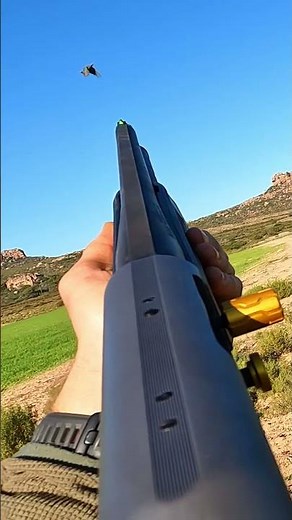 Pheasant & Guineafowl Hunting 12 guage. #hunting #outdoors