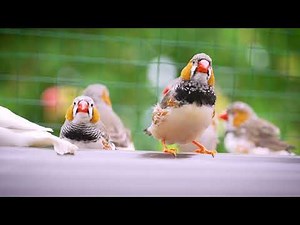 Zebra Finch Singing in Nature | Bird Sounds for Relax and Calm