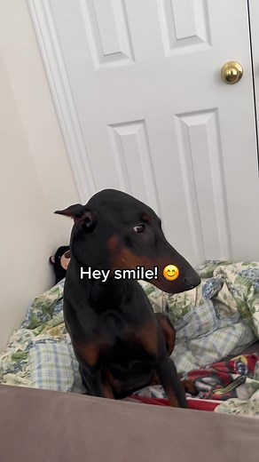 Ares The Doberman on TikTok