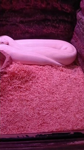 WHERE DID BLUE-EYED LEUCISTIC BALL PYTHON "SAWA" GET ITS NAME #shortsfeed #cebucity #cebuoceanpark