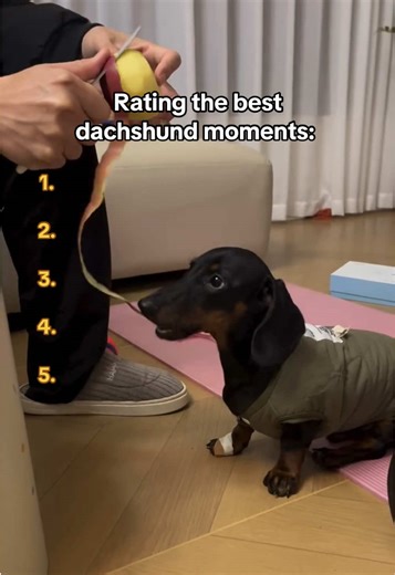 Top Rated Dachshund Moments to Brighten Your Day
