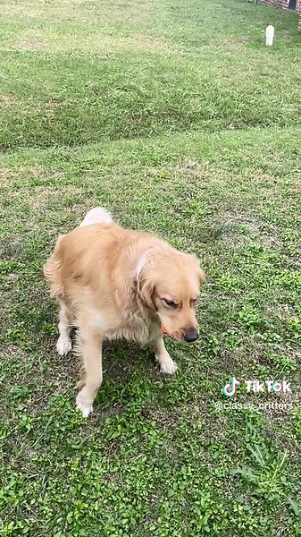 Moose: Your Classy Canine Companion!