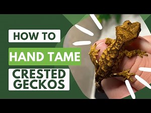 HOW TO HANDLE/TAME CRESTED GECKOS!