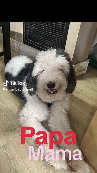 F2 sheepadoodles available. #southfloridapuppies #southfloridasheepadoodle #sheepadoodle #sheepadoodlesoftiktok #sheepadoodlebreeder #southfloridabreeder #puppiesoftiktok