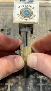 Let’s cut open a corn horal fossil!! | Taylor’s Rocksmithery