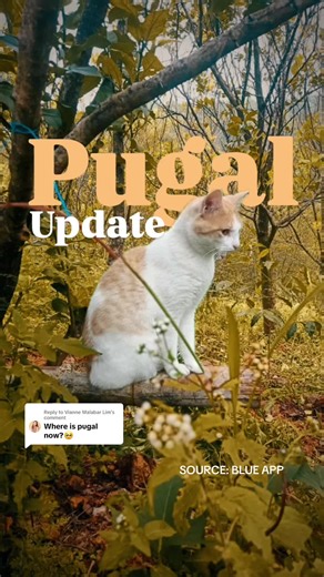 Latest Updates on Pugal Cats at Mt. Pulag