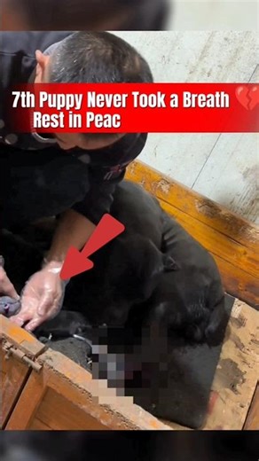 For Animal Awareness. Dog Gave Birth to 7 Puppies, #Heart Touching # short #DogLover