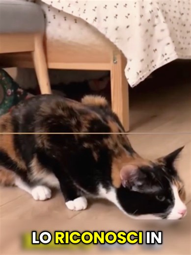 #gatti > Ecco un problema nei gatti che può causare una crisi d'asma. E se non lo riconosci in tempo, potrebbe essere fatale. Sì, proprio come gli esseri umani, anche alcuni gatti possono soffrire di asma. Ma pochissime persone lo sanno. Durante una crisi, il gatto si abbassa con il corpo vicino al pavimento e respira con respiri brevi e rapidi. A volte tiene anche la bocca aperta. Potresti pensare che stia cercando di espellere un bolo di pelo. Ma non è così: sta lottando per respirare. E ogni 