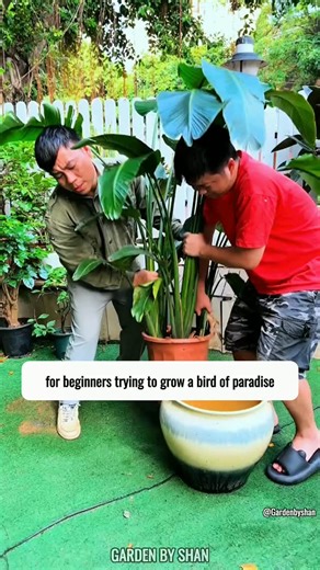 Master Shan Garden | Why Do Bird of Paradise Leaves Crack? Let’s Fix It Cracking leaves on your Bird of Paradise can be a sign of stress, improper watering, or... | Instagram