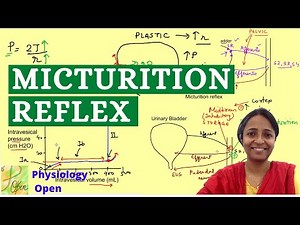 Micturition reflex physiology with cystometrogram | Renal Physiology MBBS 1st year lectures