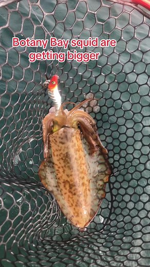 Botany Bay squid #nipnip #foryou #fishing #botanybay #ifyouknowyouknow #mydinner #dinnersorted #crab #shimano #yamashita #Ejtodd #squidjig #calamari #greeneyes