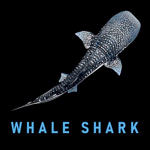 Animated Whale Shark - 3D Model by Pig Scales Studio