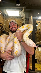 Soo you’re telling me that a tiny snake in the grass scares you ? How about 70kg Reticulated python? 💀🔥🔥 #snakes #snakesofinstagram #snakephotography #reptiles #reticulatedpython #snake #bigsnake #viral #reels #animals #wildlife #fyp | Karimwildlife