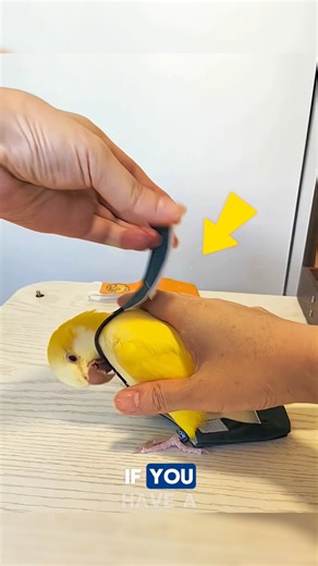 Today News IND on Instagram: "Pet Bird Diaper A pet bird diaper offers a clean, convenient solution for letting your bird fly freely without creating a mess. This reusable accessory keeps your home spotless while ensuring your bird stays comfortable. Perfect for pet care, home cleanliness, and smart pet accessories, it provides hygiene, freedom, and stress-free indoor bird time. Credits: KasimBirdFarm /YT, KasimBirdFarm /YT #birds #birdslover #diaper #diapers #birdlife"