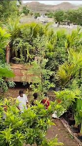 4.7K views · 112 reactions | loading | Wholesale Nursery Plants | Facebook