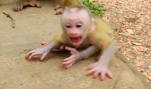 15K views · 463 reactions | Most pity baby Lucie cry seizure angry mom Luna abandon no care | Adorable Monkey | Facebook