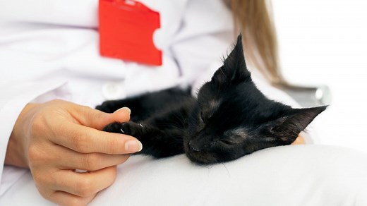 Pourquoi et quand faire euthanasier un chat ?