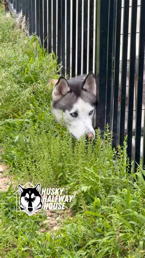 Princess wants everyone to know she doesn’t like the consequences of her own actions. And to ask everyone to give us a like, follow, or share! | Husky Halfway House