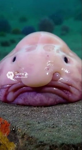THE BLOBFISH: World's Ugliest Animal Up Close! 🐡🌊