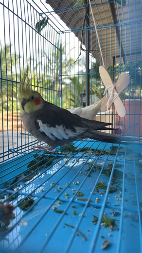 Cute Cockatiel Enjoying Peaceful Village View 🌾🐦 | Calm Nature Bird Video