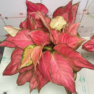 [Hot Item] Light Color Aglaonema Jili Red 4in1 Live Plants