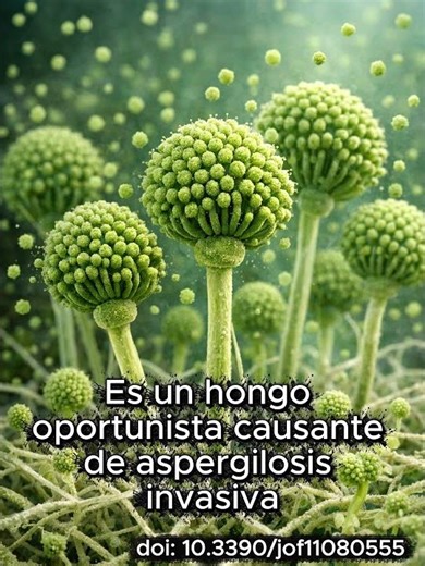 Mycology A–Z: Aspergillus (Español)