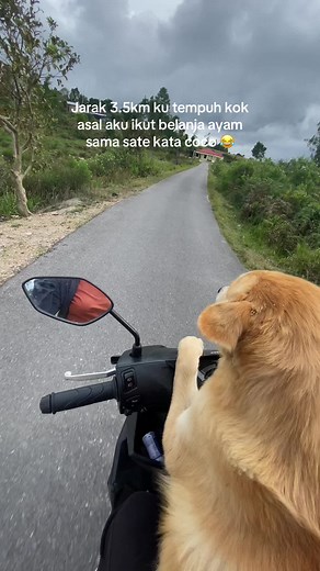 Video Anjing Lucu: Aksi Gemoy dan Pintar