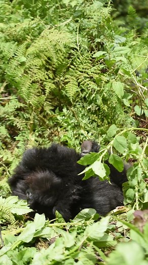Cuteness overload! Juvenile Bisoke takes on babysitting duties as she cuddles and plays with 1-year-old Turikumwe. Both Bisoke and Turikumwe are members of Ntambara's group. 📸: Cedric Ujeneza | Dian Fossey Gorilla Fund