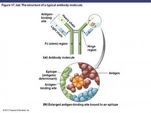 Chapter 17 Adaptive Immunity Part 1 of 1